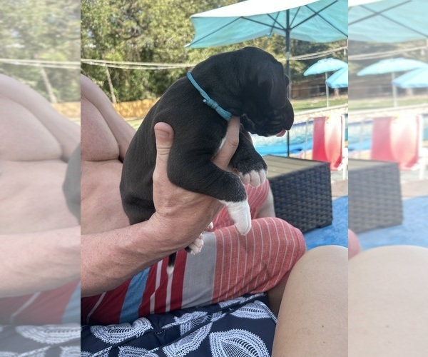 Medium Photo #3 Great Dane Puppy For Sale in WILLIS, TX, USA