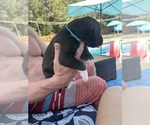 Small #2 Great Dane