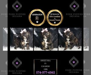 Cavapoo Puppy for sale in WARSAW, IN, USA