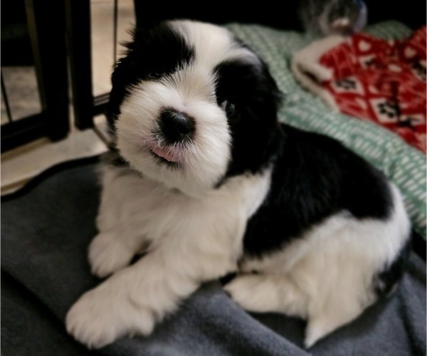 Medium Photo #13 Shih Apso Puppy For Sale in GOODYEAR, AZ, USA