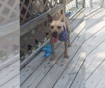 Small #25 American Pit Bull Terrier