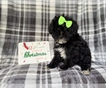 Small #5 YorkiePoo