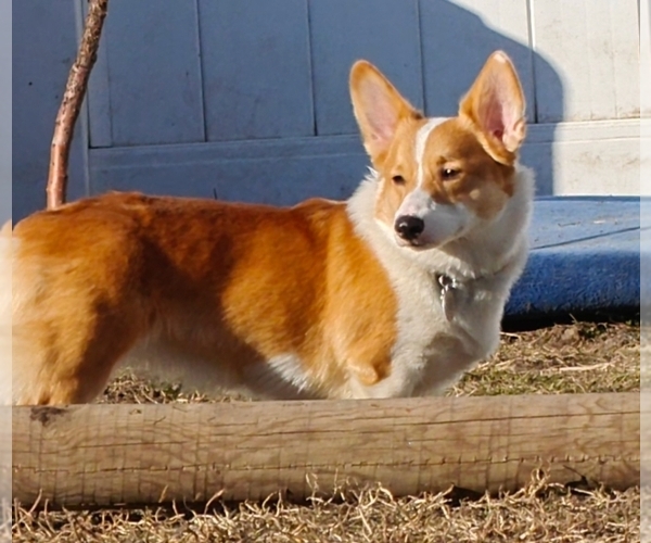 Medium Photo #1 Pembroke Welsh Corgi Puppy For Sale in SAINT JOHN, WA, USA