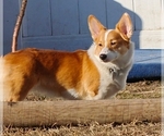 Small Photo #1 Pembroke Welsh Corgi Puppy For Sale in SAINT JOHN, WA, USA