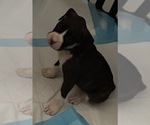 Litter of 7 - Male(s) and Female(s) BoxerLitter of Puppies for Sale - Photo #4
