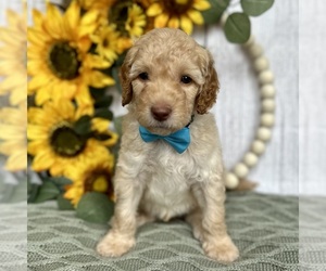 Goldendoodle (Miniature) Puppy for sale in PILOT HILL, CA, USA