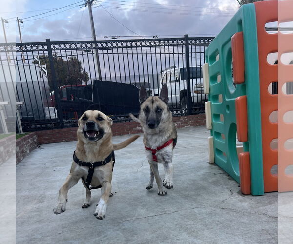 Medium Photo #6 Carolina Dog-Unknown Mix Puppy For Sale in San Jose, CA, USA