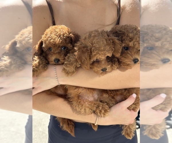 Medium Photo #1 Poodle (Toy) Puppy For Sale in PUNTA GORDA, FL, USA