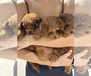 Poodle (Toy) Puppy for sale in PUNTA GORDA, FL, USA