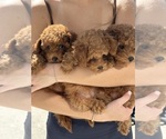 Image preview for Ad Listing. Nickname: Litter of 4