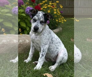 Clara Belle - Female Mutt Dog for Adoption - Photo #2