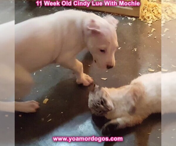 Medium Photo #116 Dogo Argentino Puppy For Sale in PINEVILLE, MO, USA