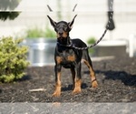 Small #4 Doberman Pinscher