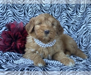 Double Doodle Puppy for sale in CEDAR LANE, PA, USA