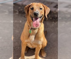 Labrador Retriever-Rhodesian Ridgeback Mix Dogs for adoption in Phoenix, AZ, USA