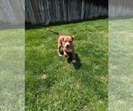 Small #5 Bulldog Mix