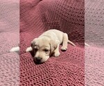 Small Photo #7 Labrador Retriever Puppy For Sale in HALIFAX, PA, USA