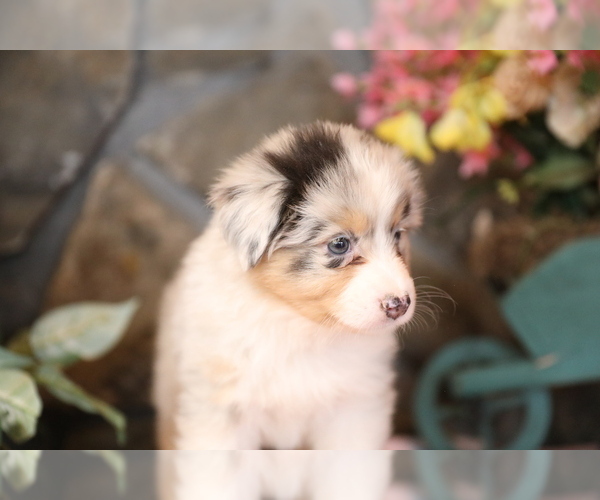 Medium Photo #6 Australian Shepherd Puppy For Sale in WESTFIELD, MA, USA