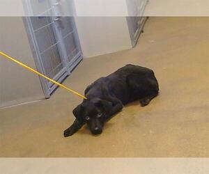 Labrador Retriever-Unknown Mix Dogs for adoption in Sacramento, CA, USA