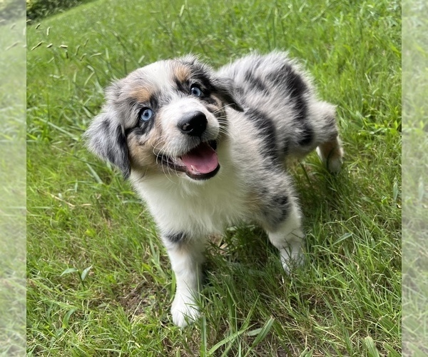 Medium Photo #2 Miniature Australian Shepherd Puppy For Sale in ONEONTA, AL, USA