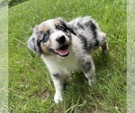 Small Photo #2 Miniature Australian Shepherd Puppy For Sale in ONEONTA, AL, USA
