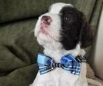 Small Photo #1 English Springer Spaniel Puppy For Sale in MARTINSBURG, WV, USA