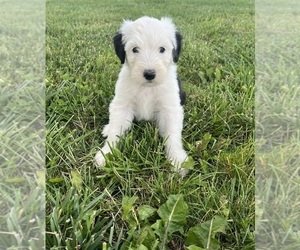 Old English Sheepdog Puppy for sale in WABASH, IN, USA