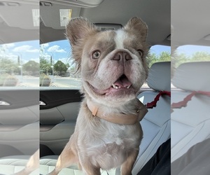 Father of the French Bulldog puppies born on 10/17/2025