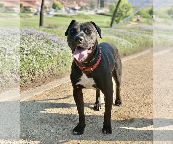 Medium Photo #15 American Pit Bull Terrier-Labrador Retriever Mix Puppy For Sale in San Bernardino , CA, USA