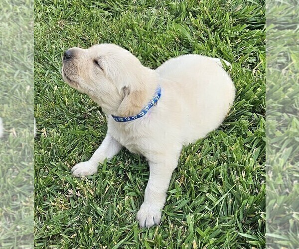 Medium Photo #3 Labrador Retriever Puppy For Sale in CEDAREDGE, CO, USA