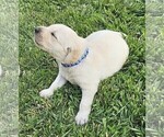 Small Photo #3 Labrador Retriever Puppy For Sale in CEDAREDGE, CO, USA