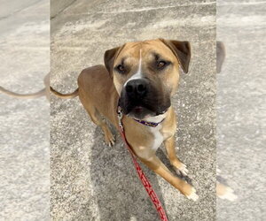 Sawyer - Male Boxer-Unknown Mix Dog for Adoption - Photo #2