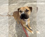 Small #1 Boxer Mix