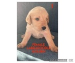 Puppy 1 Labradoodle