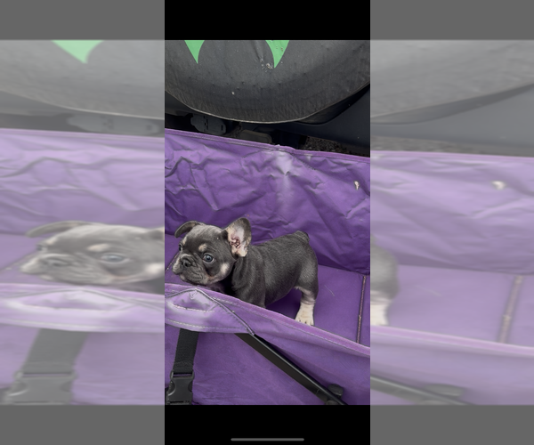 Medium Photo #4 French Bulldog Puppy For Sale in HANCEVILLE, AL, USA