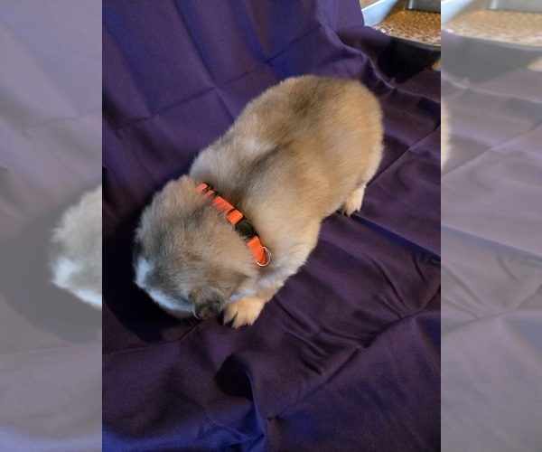 Medium Photo #7 Alaskan Malamute Puppy For Sale in CRIVITZ, WI, USA