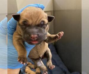 Mutt Dogs for adoption in Modesto, CA, USA