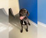 A256370 - Male Great Dane-Unknown Mix Dog for Adoption - Small photo