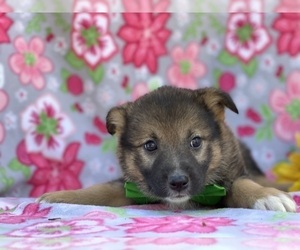 Australian Shepherd-Norwegian Elkhound Mix Puppy for sale in LANCASTER, PA, USA