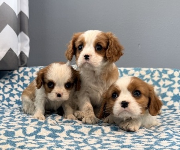 Medium Photo #5 Cavalier King Charles Spaniel Puppy For Sale in THORP, WI, USA