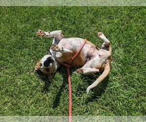Rosalie - Female Boxer-Unknown Mix Dog for Adoption - Photo #3