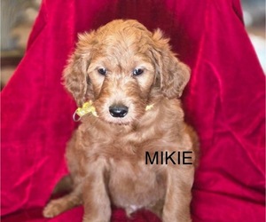 Goldendoodle Puppy for sale in CLAREMORE, OK, USA