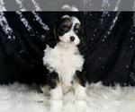 Small Photo #8 Cavapoo Puppy For Sale in WARSAW, IN, USA