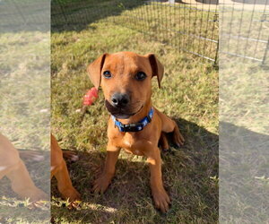Mutt Dogs for adoption in Greenville, SC, USA