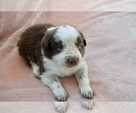 Small Photo #12 Border Collie Puppy For Sale in MARYVILLE, TN, USA