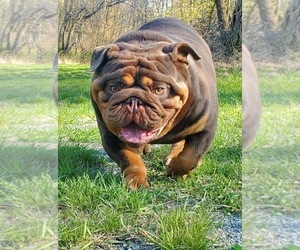 Father of the Bulldog puppies born on 01/12/2023