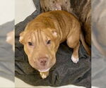 Small #1 Chinese Shar-Pei Mix