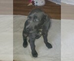 Small Photo #3 Weimaraner Puppy For Sale in BERWICK, PA, USA