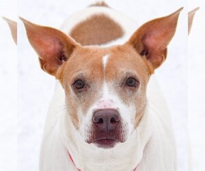 American Staffordshire Terrier-Pointer Mix Dogs for adoption in Huntley, IL, USA