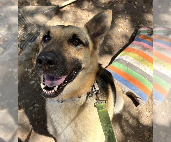 Medium Photo #2 German Shepherd Dog Puppy For Sale in Santa Barbara, CA, USA